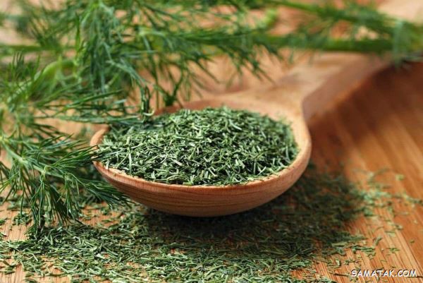 چگونه شوید را خشک کنیم + بهترین روش نگهداری شوید خشک چگونه شوید را خشک کنیم + بهترین روش نگهداری شوید خشک