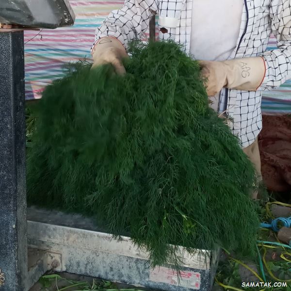چگونه شوید را خشک کنیم + بهترین روش نگهداری شوید خشک چگونه شوید را خشک کنیم + بهترین روش نگهداری شوید خشک