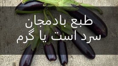 طبع بادمجان سرد است یا گرم + مصلح بادمجان در طب سنتی 1 طبع بادمجان سرد است یا گرم