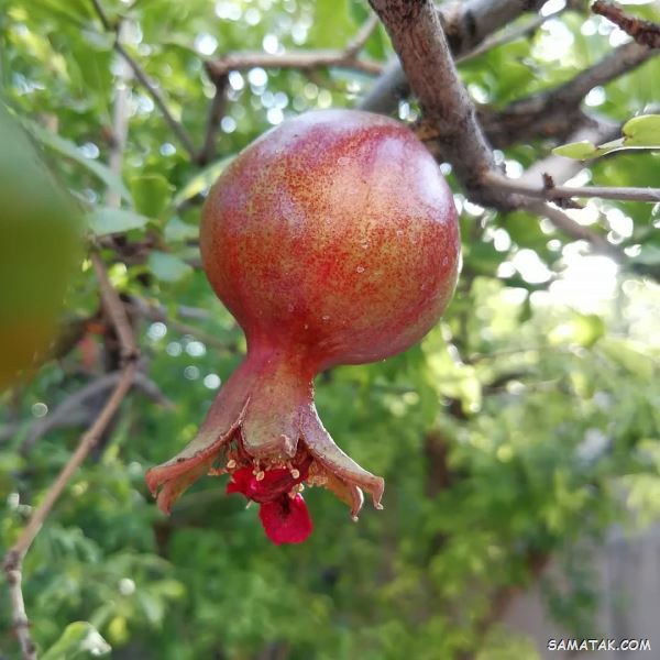 طبع انار گرم است یا سرد | طبع انار در طب سنتی