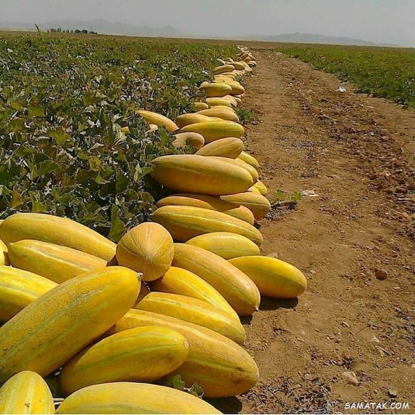 طبع خربزه گرم است یا سرد | طبع خربزه از نظر طب سنتی طبع خربزه گرم است یا سرد | طبع خربزه از نظر طب سنتی