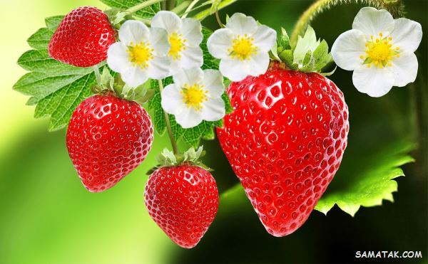 تعبیر خواب توت فرنگی چیست | دیدن توت فرنگی در خواب چه تعبیری دارد