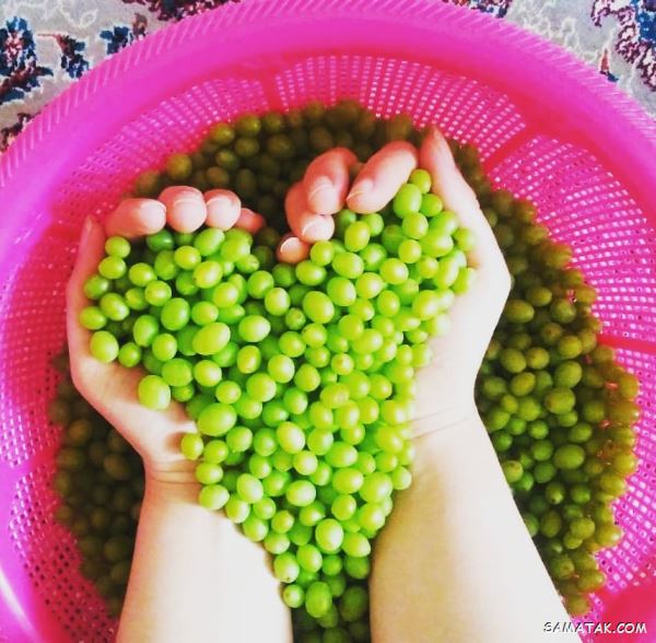 خواص آبغوره برای کبد، دیابت، لاغری، پوست، چربی خون و فشار خون خواص آبغوره برای کبد، دیابت، لاغری، پوست، چربی خون و فشار خون