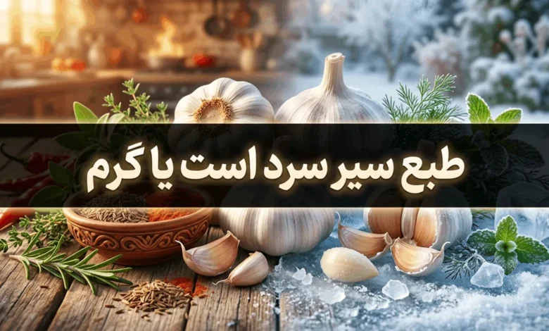 طبع سیر سرد است یا گرم (تازه - خشک - پخته) 1 طبع سیر سرد است یا گرم
