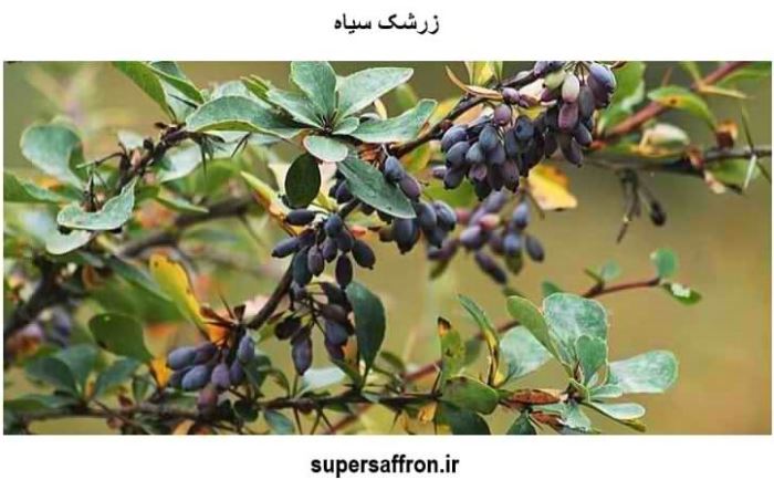خرید زرشک در تهران | زرشک اعلا از کجا بخرم؟