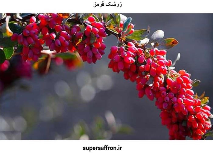 خرید زرشک در تهران | زرشک اعلا از کجا بخرم؟