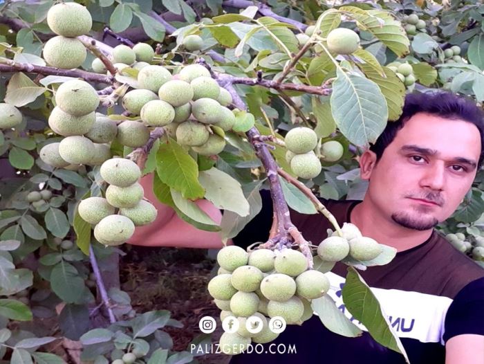 معرفی بهترین ارقام نهال گردو برای مناطق سردسیر بویژه کوهستانی