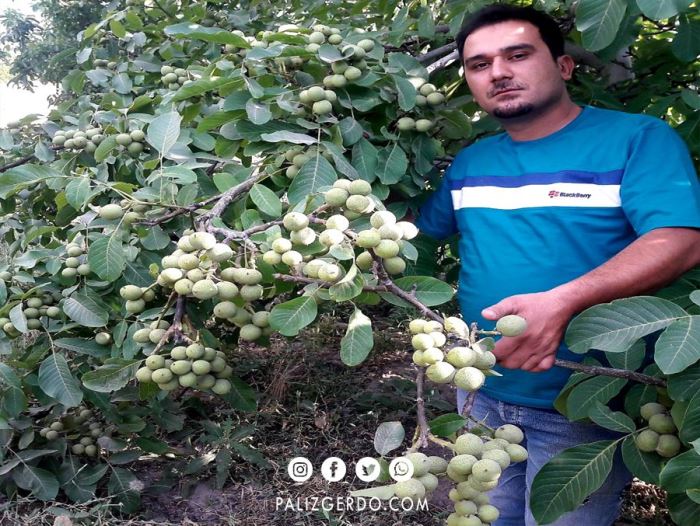 معرفی بهترین ارقام نهال گردو برای مناطق سردسیر بویژه کوهستانی