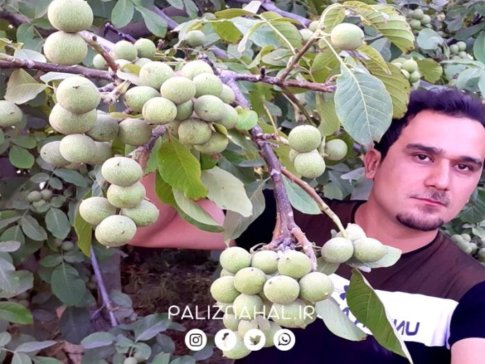 بزرگترین نهالستان انواع گردو پیوندی کجاست؟
