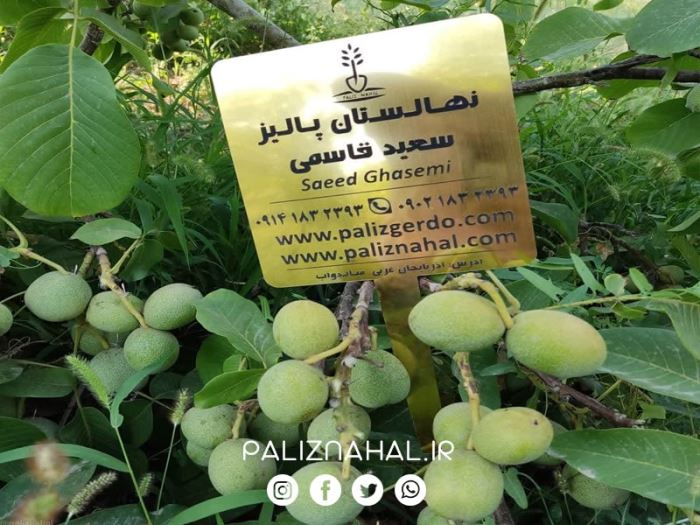 بزرگترین نهالستان انواع گردو پیوندی کجاست؟