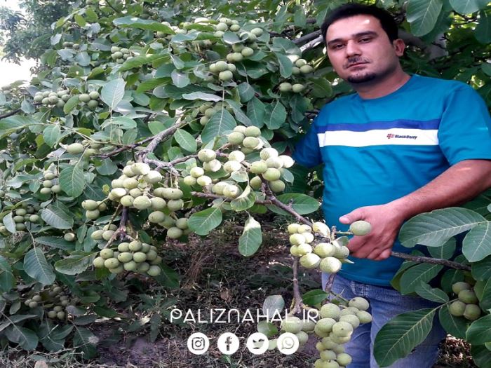 بزرگترین نهالستان انواع گردو پیوندی کجاست؟