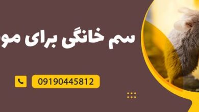 جنگ با موش و راهکار مبارزه خانگی با آن 26 1909624413 samatak com
