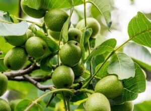 تجربه ای نوین؛ احداث باغستان گردو تجاری 18 637294736 samatak com