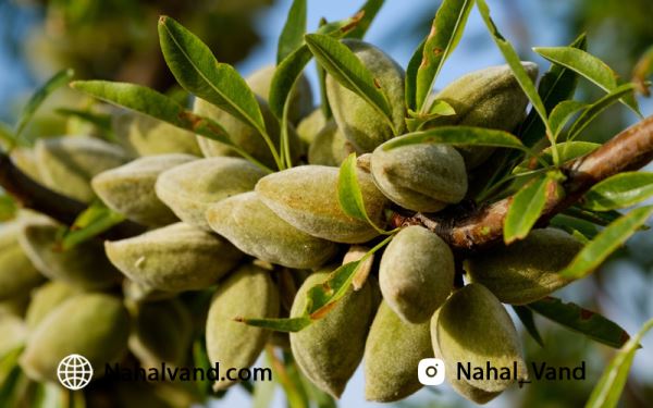 قیمت نهال بادام پیوندی قیمت نهال بادام پیوندی