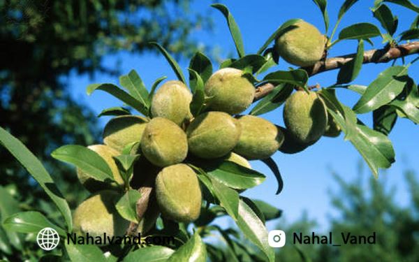 خرید نهال بادام پیوندی خرید نهال بادام پیوندی