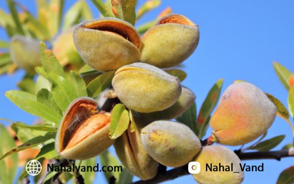 نهال بادام پیوندی نهال بادام پیوندی