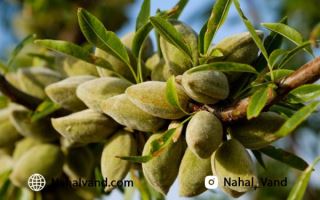 تحلیل ریسک ها و فرصت های اقتصادی برای سرمایه گذاری در کاشت نهال بادام 1 517467564 samatak com