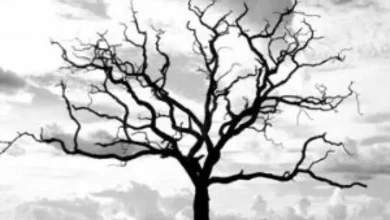 دعا برای سبز شدن درخت خشک شده + پربار شدن درختان میوه 70 دعا برای سبز شدن درخت خشک شده