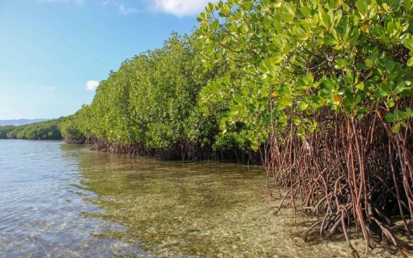 ۵ جنگل زیبا و تماشایی در ایران ۵ جنگل زیبا و تماشایی در ایران