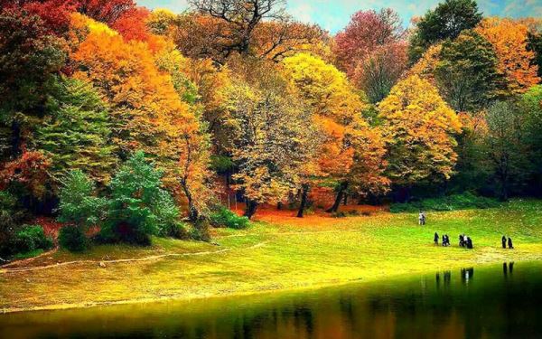 ۵ جنگل زیبا و تماشایی در ایران 1 615857689 samatak com