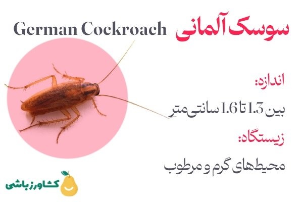 قوی ترین سم سوسک ریز کدام است؟ 2 سوسک آلمانی - سوسک ریز - سوسک کابینت