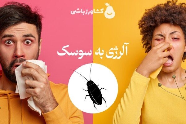 قوی ترین سم سوسک ریز کدام است؟ 7 آلرژی به سوسک