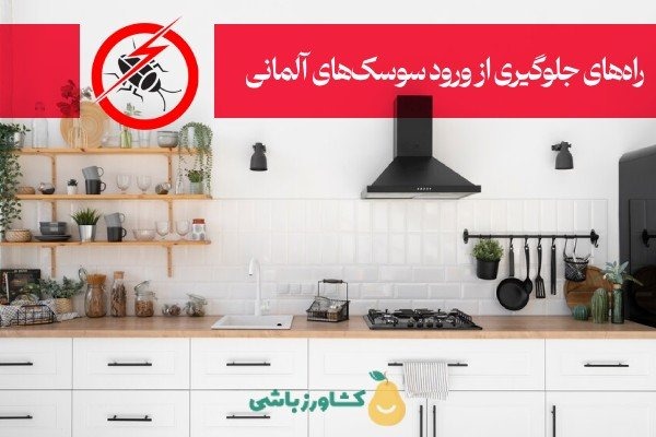 قوی ترین سم سوسک ریز کدام است؟ 8 جلوگیری از ورود سوسکهای آلمانی