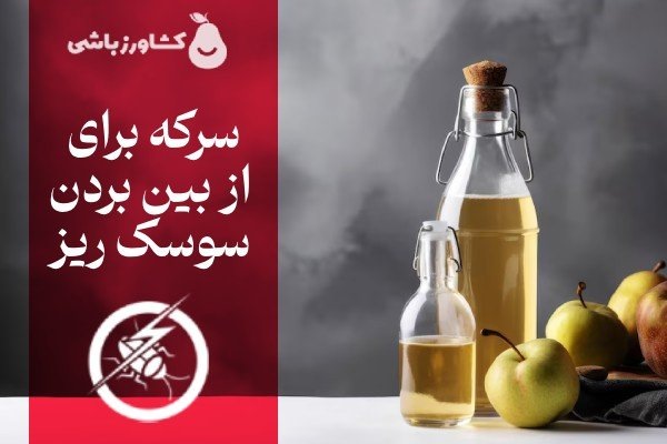 قوی ترین سم سوسک ریز کدام است؟ 10 از بین بردن سوسک ریز کابینت با سرکه