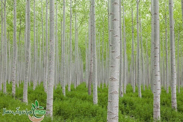 آغاز فروش نهال صنوبر 3 متری سریع الرشد با قیمت ویژه 1 فروش نهال صنوبر