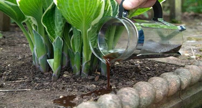 تاثیر شگفت انگیز قهوه برای گل و گیاه 1 تاثیر شگفت انگیز قهوه برای گل و گیاه 1