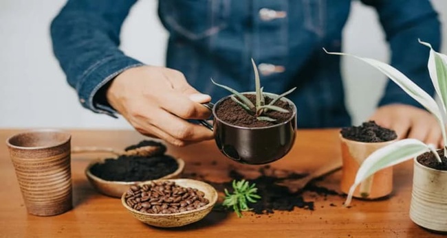 تاثیر شگفت انگیز قهوه برای گل و گیاه 2 تاثیر شگفت انگیز قهوه برای گل و گیاه 2
