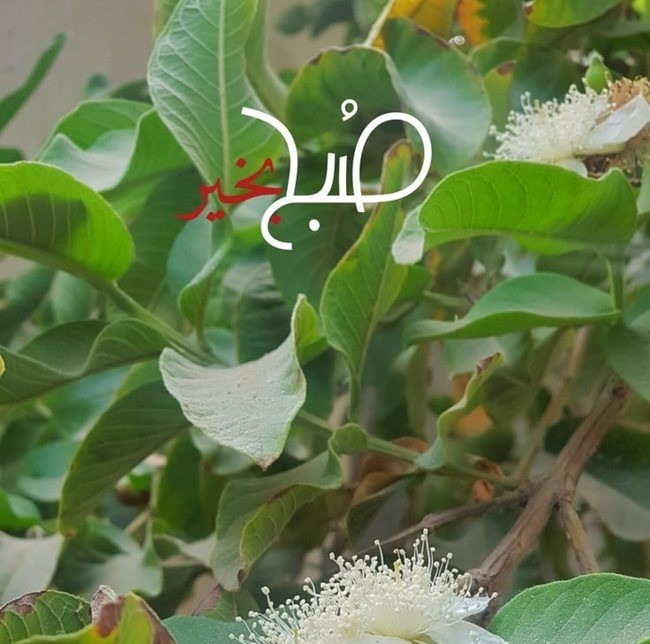 متن صبح بخیر دوستانه 6 پروفایل صبح بخیر دوستانه