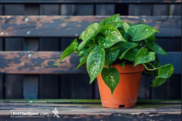 رازهای طلایی برای پرورش پتوسهای سرحال در خانه 3 نحوه نگهداری از گیاهان آپارتمانی در مجله باختر