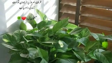 صبح بخیر باکلاس خفن با متن های شیک و لاکچری 11 صبح بخیر باکلاس