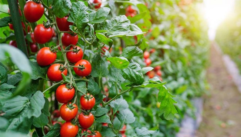 گلخانه ای در خانه؛ پرورش گوجه فرنگی در تمام فصول 1 پرورش گوجه فرنگی در گلدان