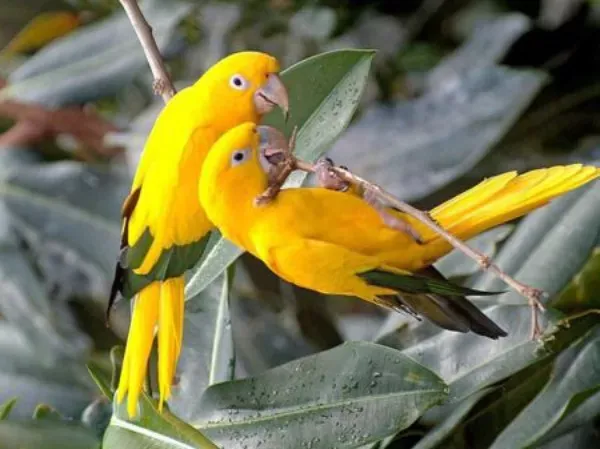 جفت گیری مرغ عشق