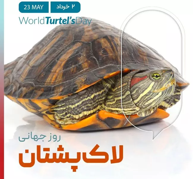 روز جهانی لاک پشت چه روزی است 2