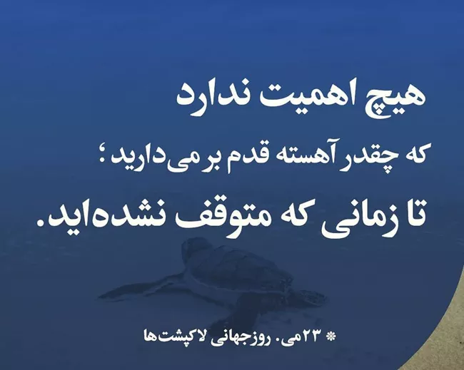 روز جهانی لاک پشت چه روزی است 3