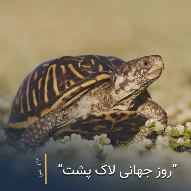 روز جهانی لاک پشت چه روزی است 5