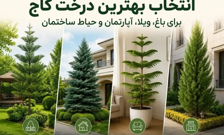 بهترین درخت کاج برای حیاط، باغ، ویلا و آپارتمان{راهنمای کامل انتخاب درخت کاج مناسب} 1 بهترین درخت کاج برای حیاط، ویلا، باغ، آپارتمان