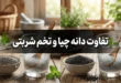تفاوت دانه چیا و تخم شربتی