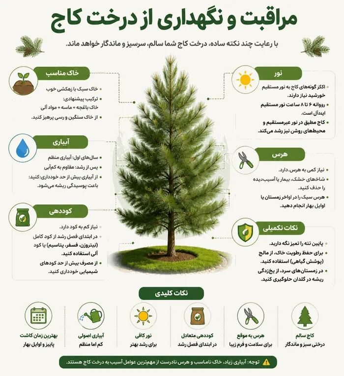 بهترین درخت کاج برای حیاط، باغ، ویلا و آپارتمان{راهنمای کامل انتخاب درخت کاج مناسب} 11 مراقبت و نگهداری از درخت کاج