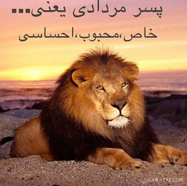 پروفایل شیر مردادی 4