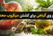 بهترین داروی گیاهی برای کشتن میکروب معده